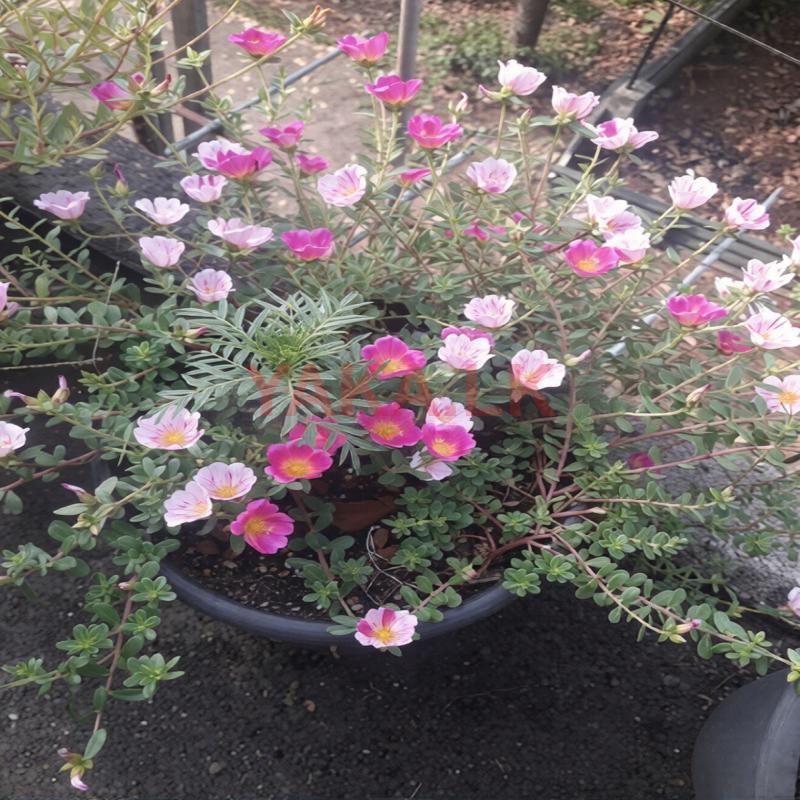Dubai Rose Plants