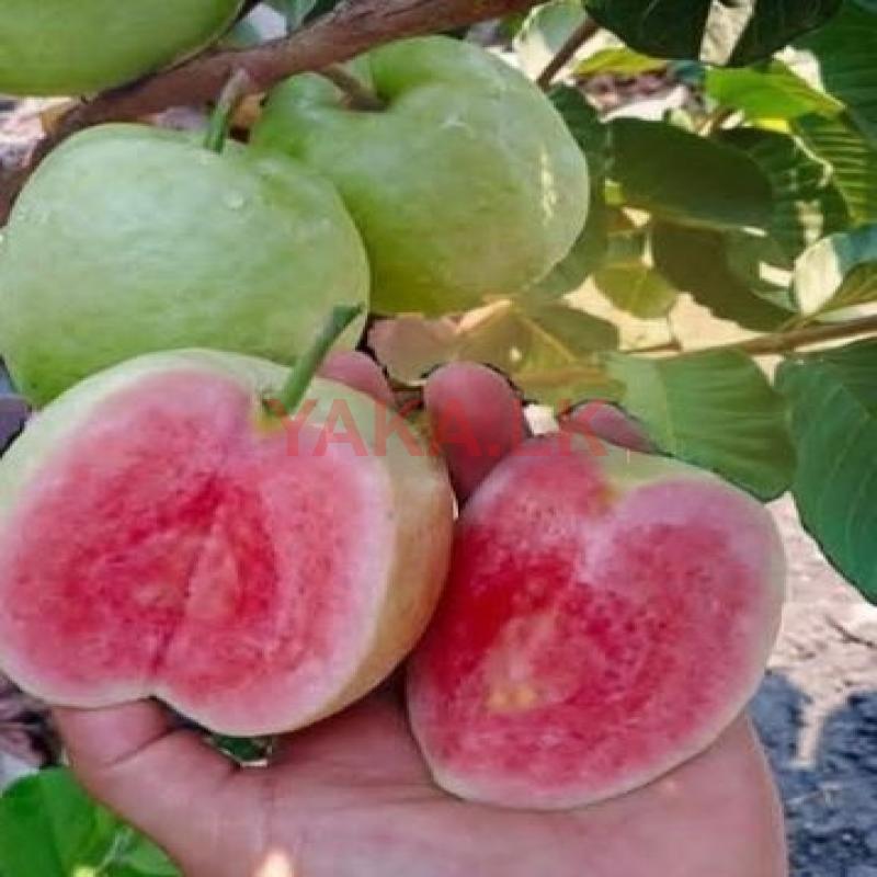 கொய்யா Plants
