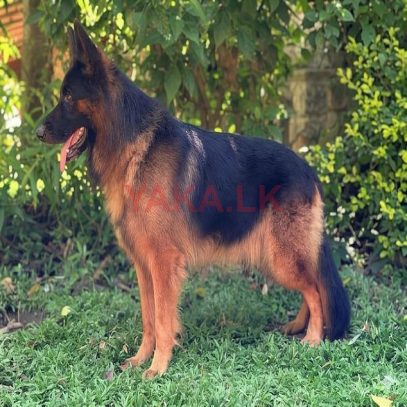 German Shepherd Male Dog for Crossing