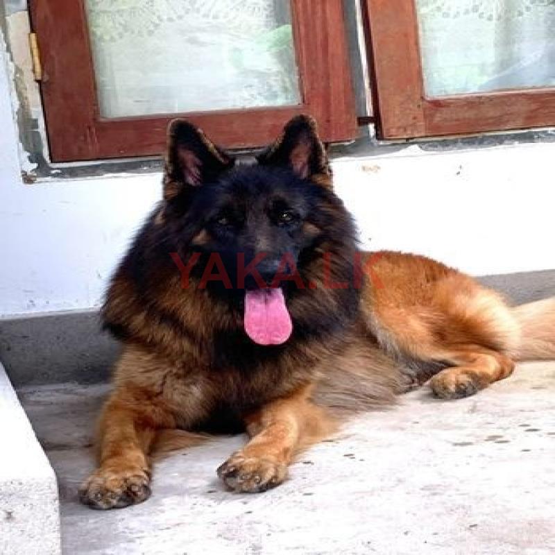German Shepherd Long Coat Male for Crossing