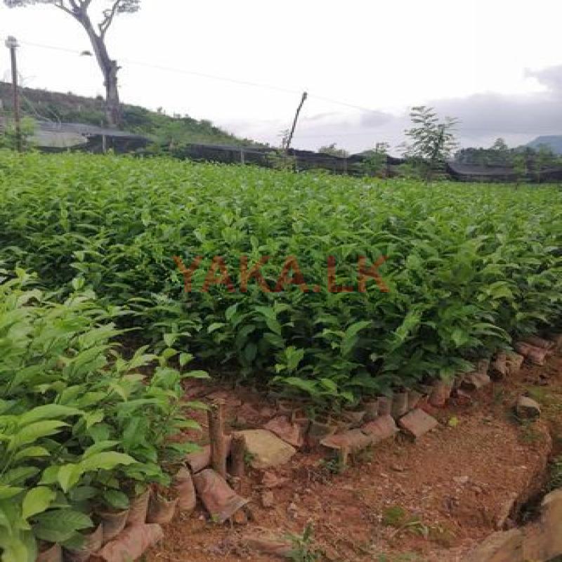 Tea Plant