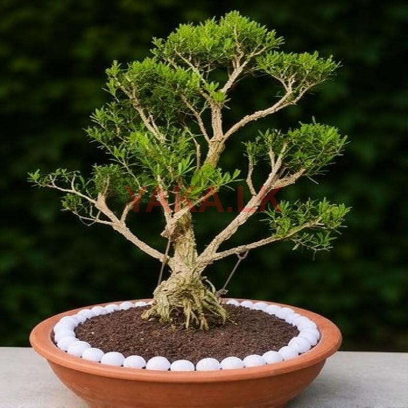 Bonsai Plant