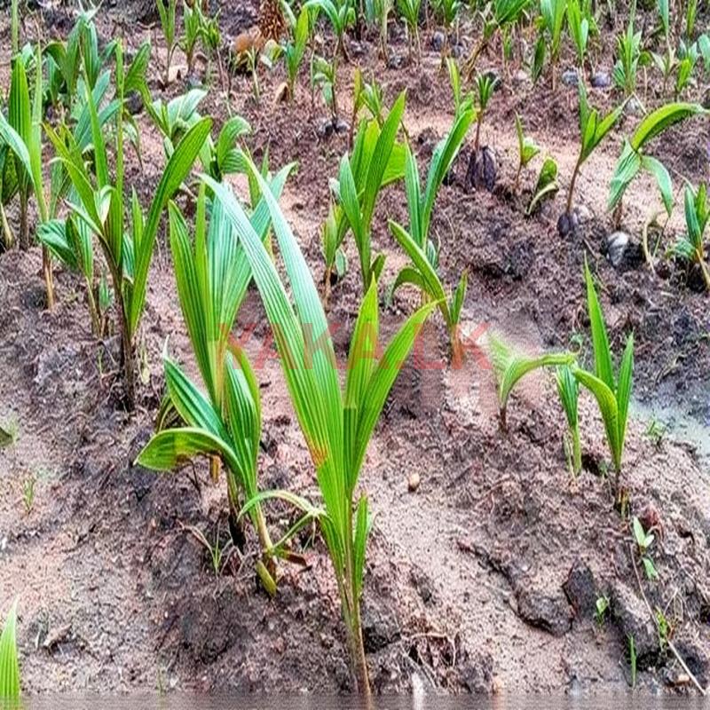 Coconut Plants