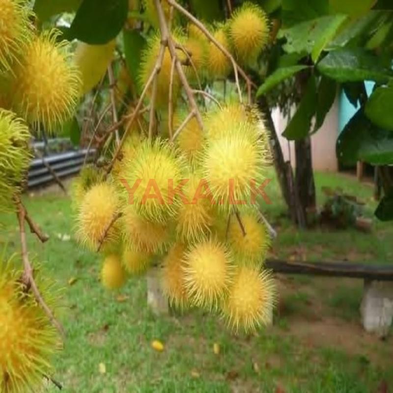 කහ රබුටන් පැළ