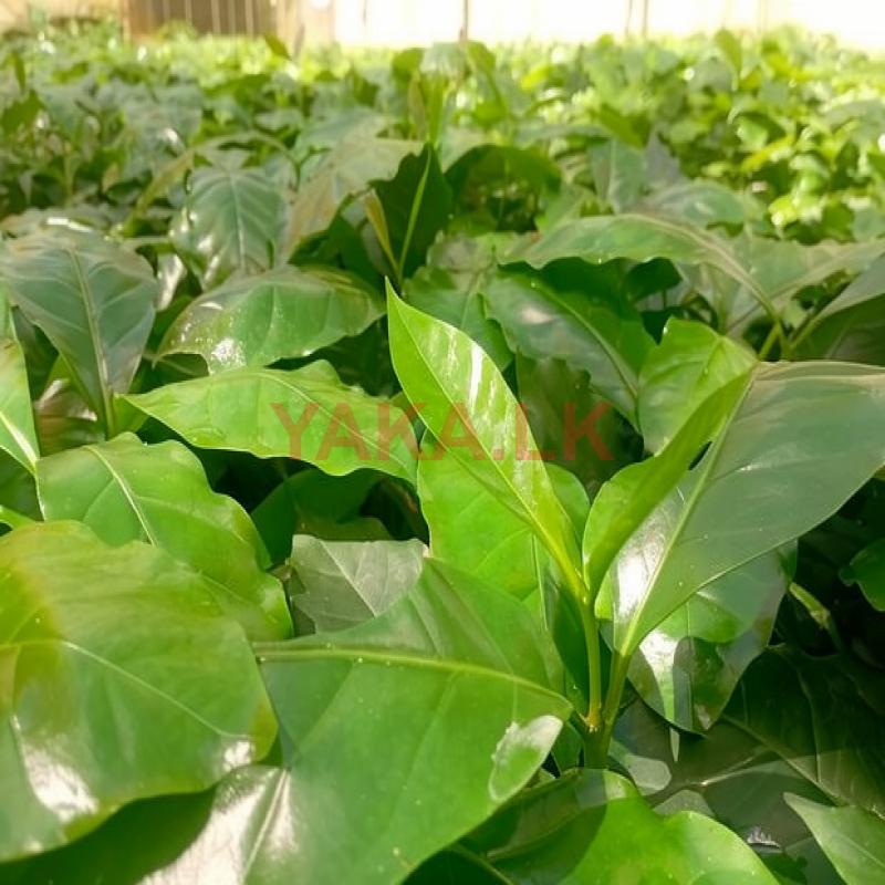 ලක්පැරකුම් ඇරබිකා කෝපි පැළ ( Lakperakum Arabica Coffee Plants )