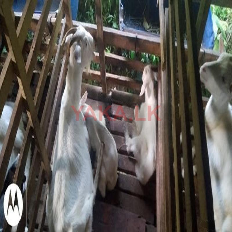 එළුවන්