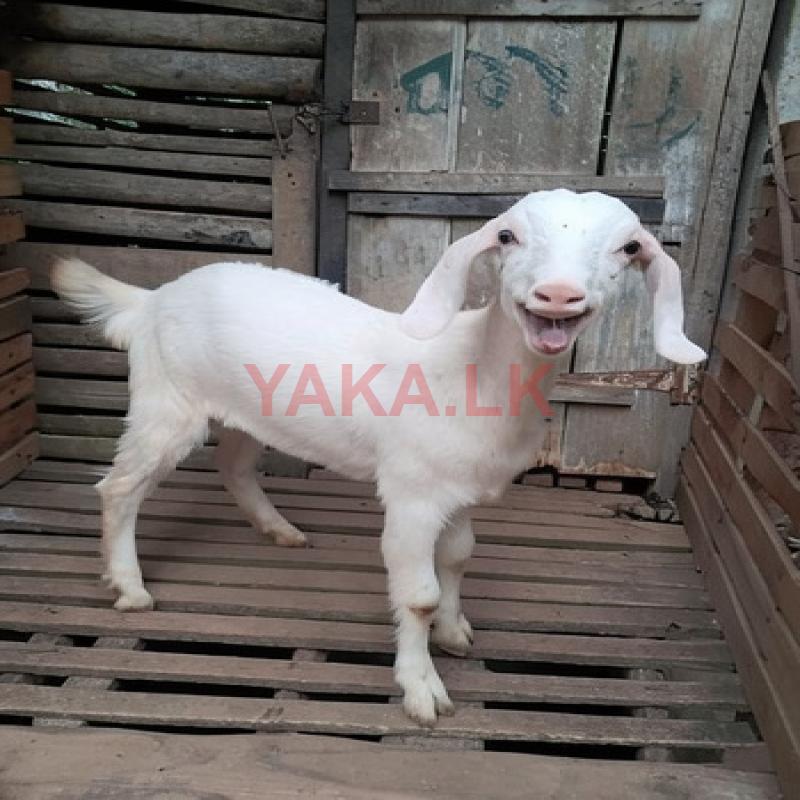 Male Goats