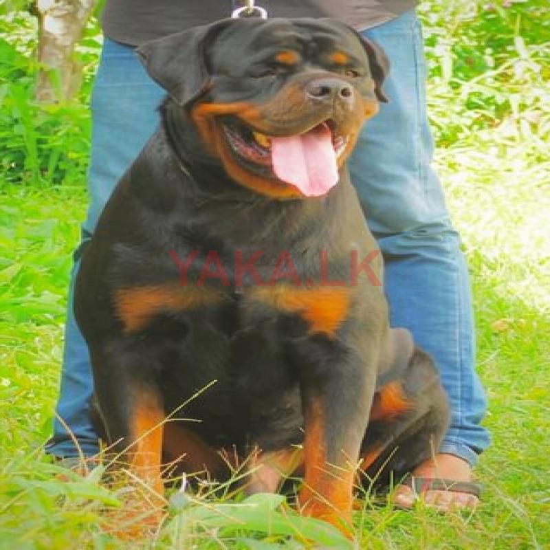Rottweiler Male Crossing (stud)