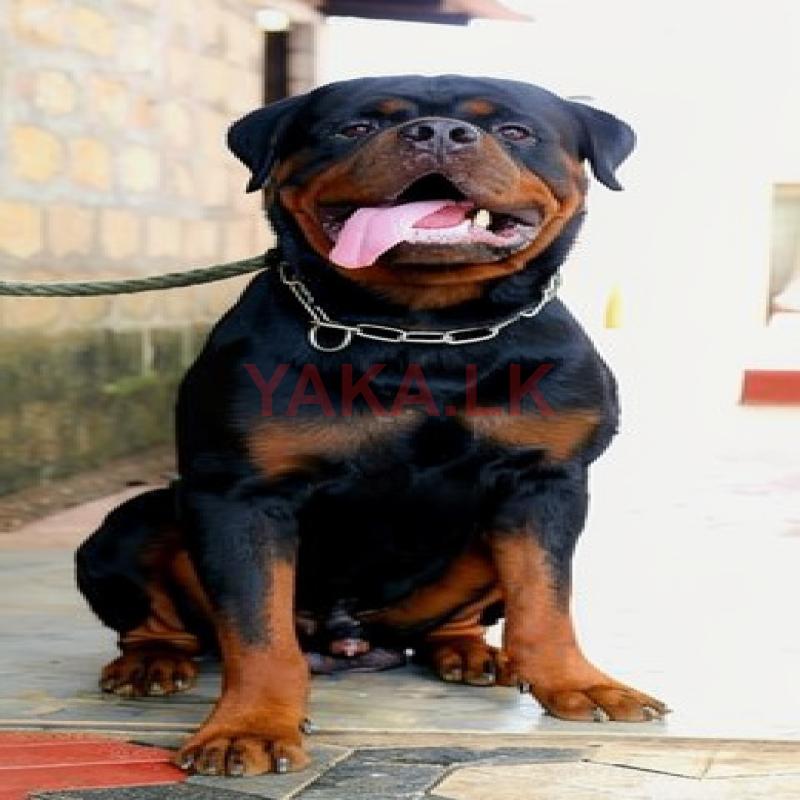 Rottweiler Male for Crossing