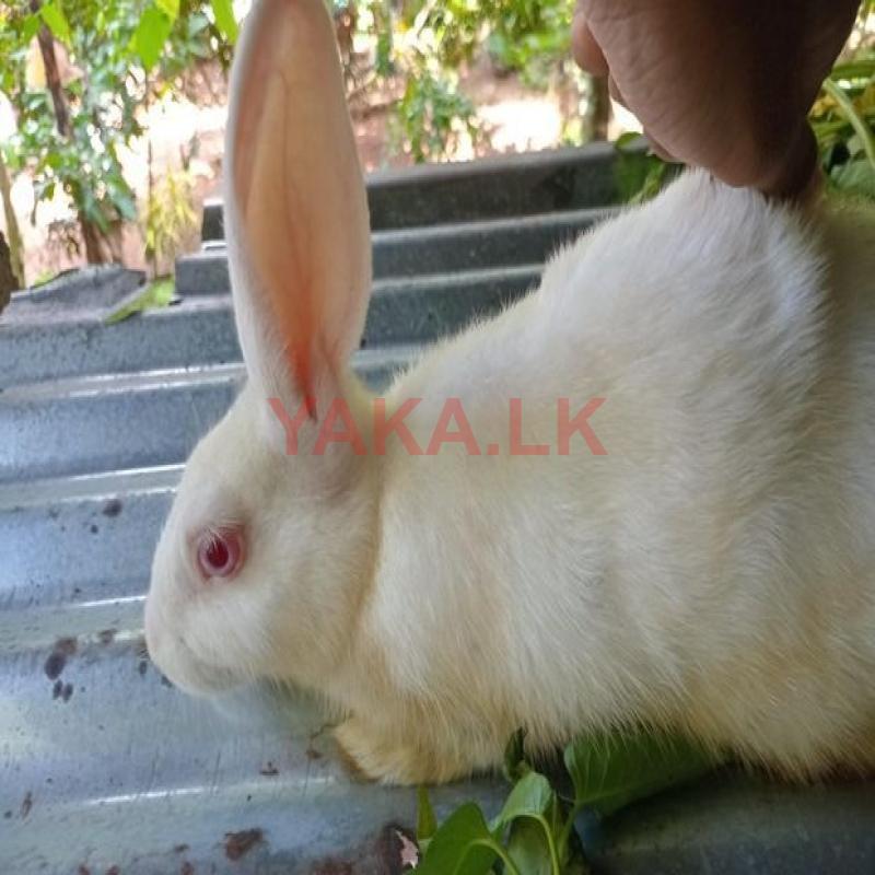 Rabbit