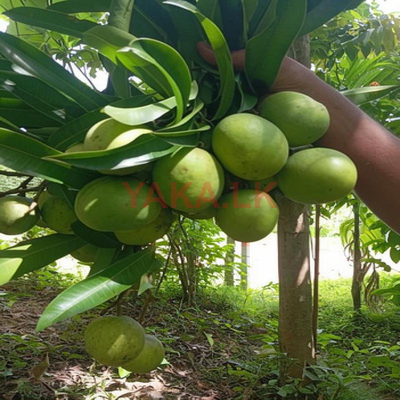 பச்சை மாங்காய்