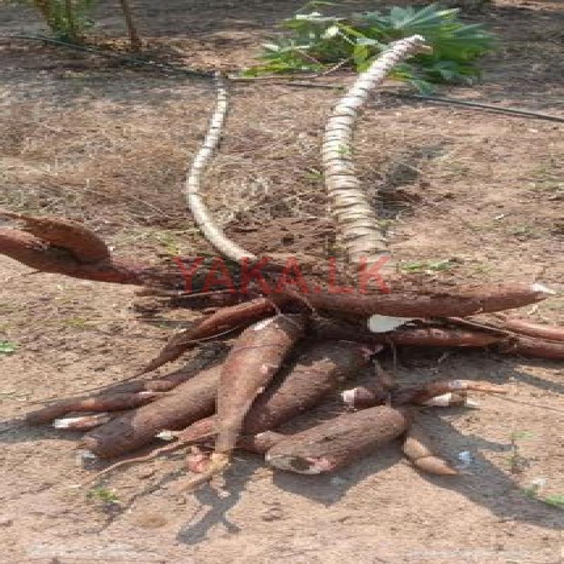 මඤ්ඤොක්කා අල
