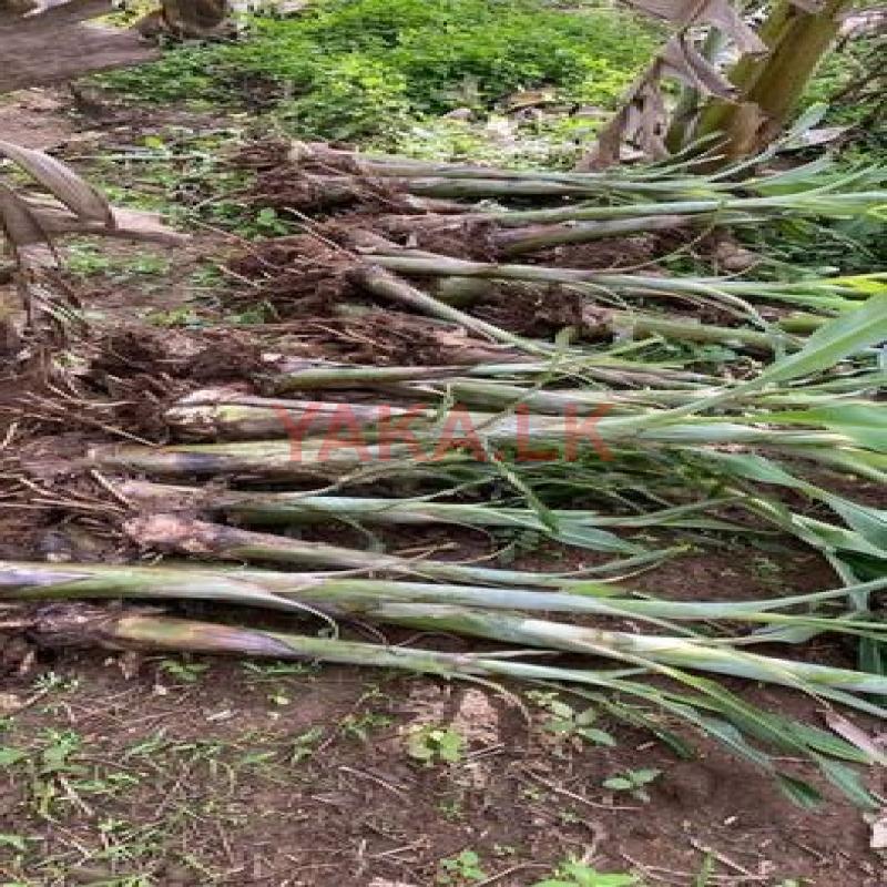 කෝලිකුට්ටු කෙසෙල් පැළ