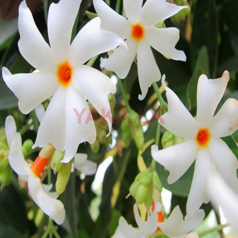 பவள மல்லிகை