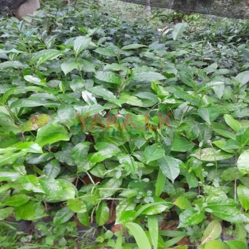 තේ පැළ