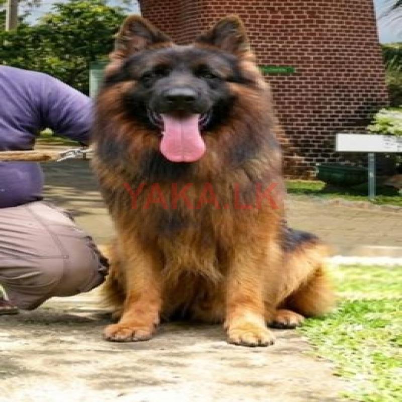 German Shepherd Long Hair Stud Service