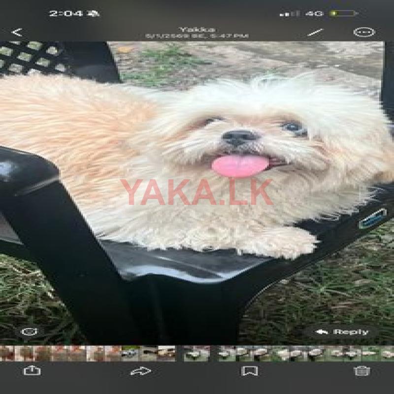 Shih Tzu Dog for Crossing