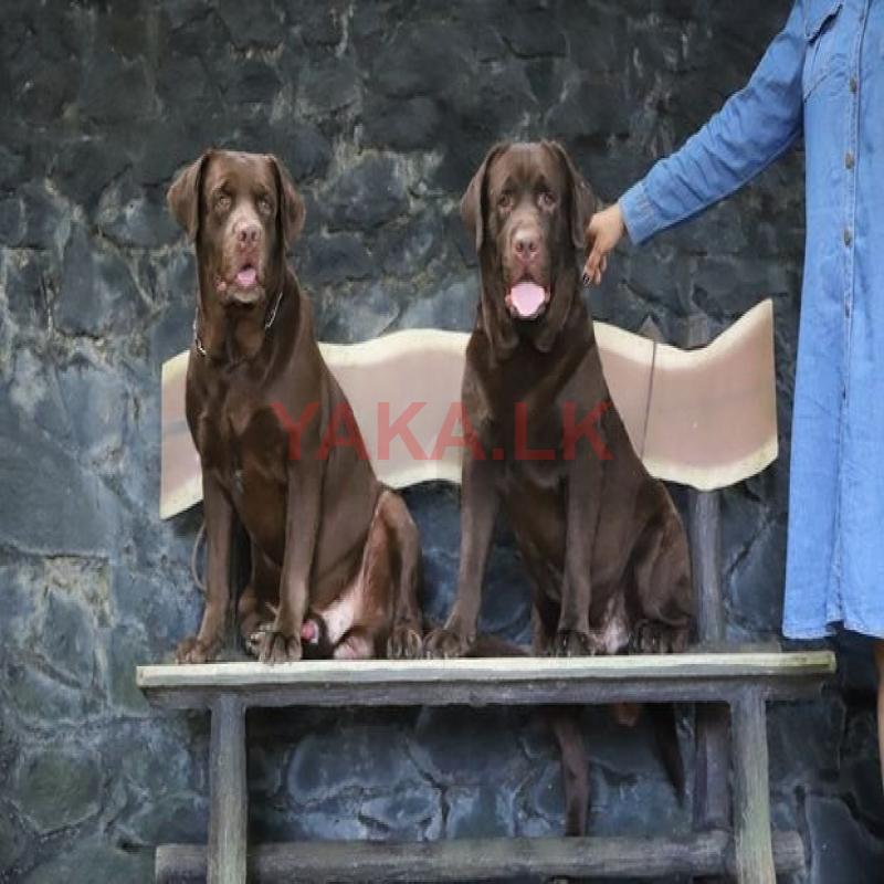 Chocolate Brown Labrador For Crossing