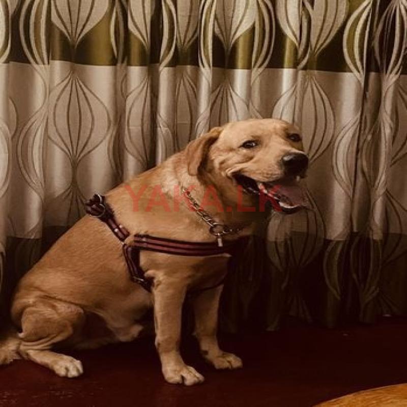 Labrador Dog for Crossing