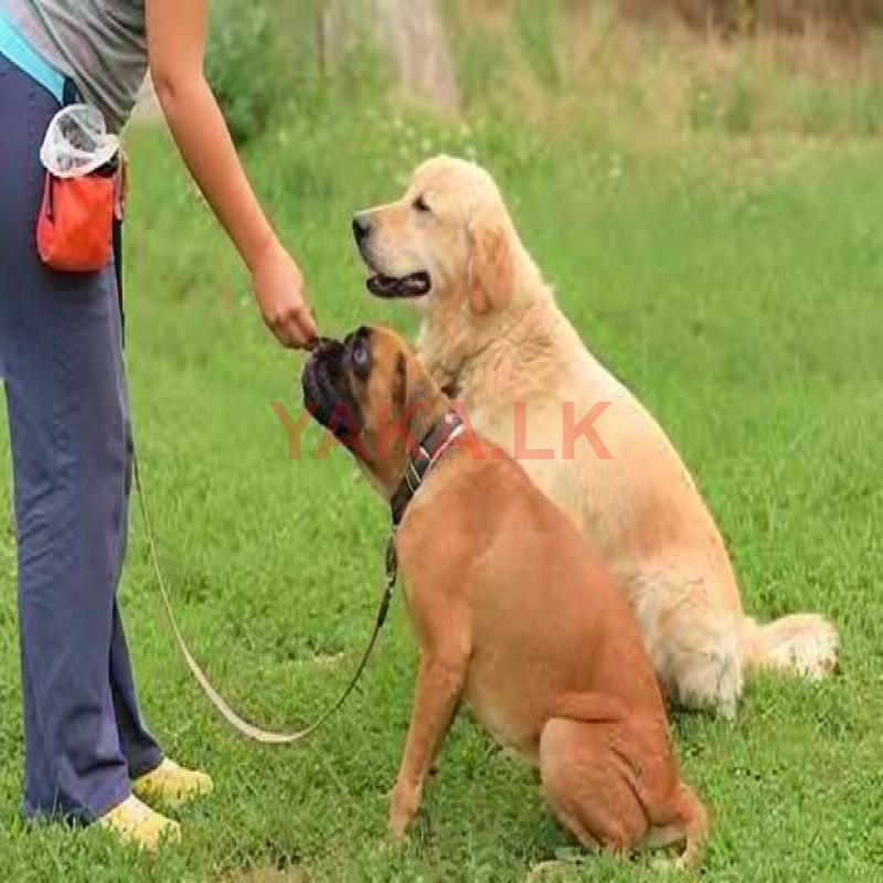 Dog Training