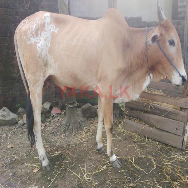 Farm Cow