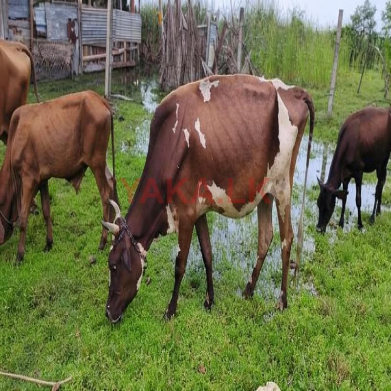 Farm Cow