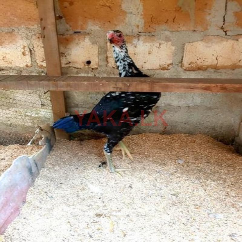 Farm Hens