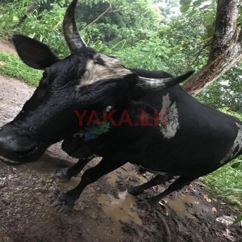 காளை மாடு