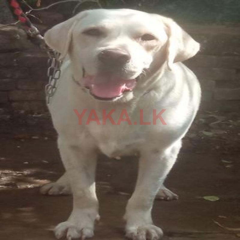 Labrador
