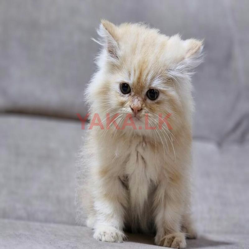 Persian cat