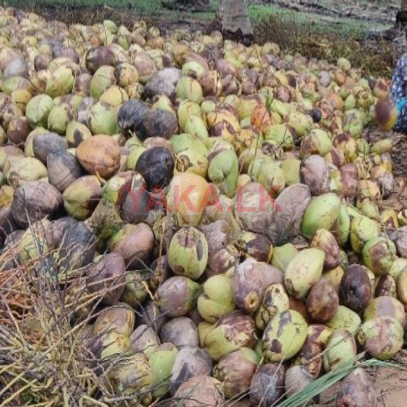 Coconut