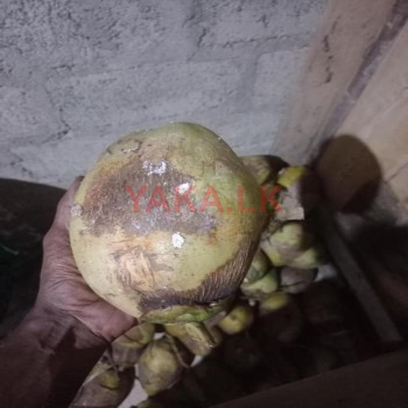 පොල් 50