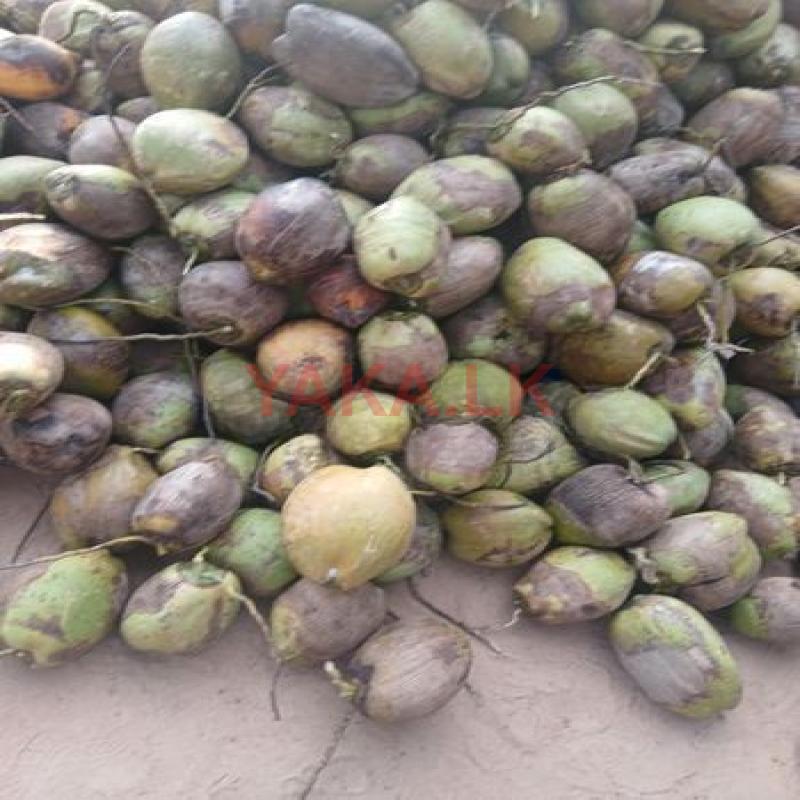 Coconut
