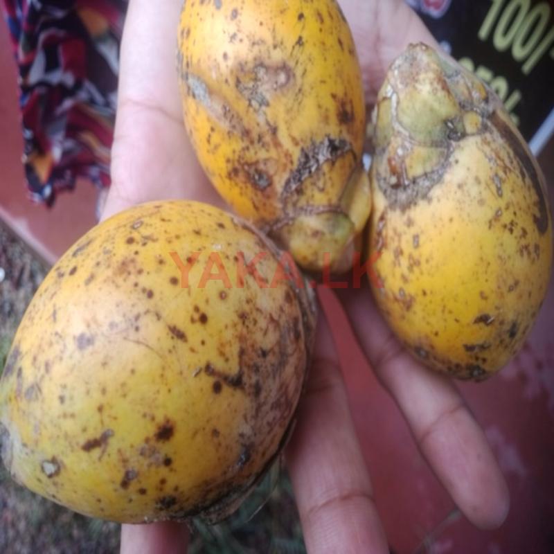 රට පුවක්