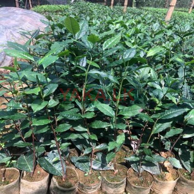 Tea Plants