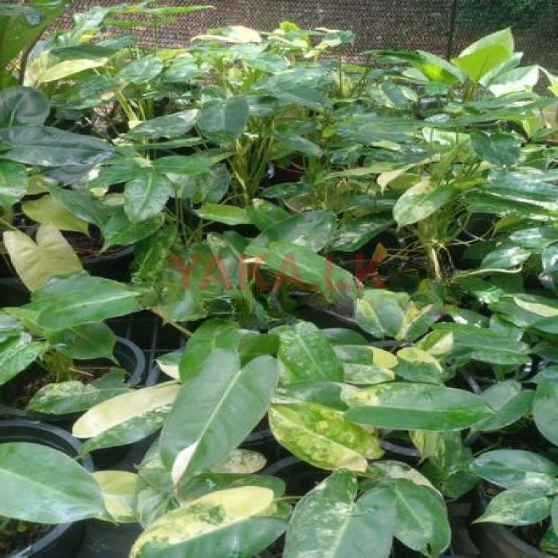Philodendron Burle Marx Plant