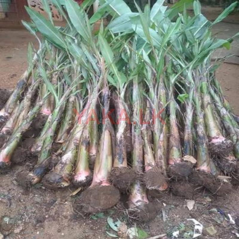 කෝලිකුට්ටු කෙසෙල් පැළ