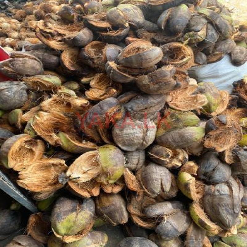 Coconut Husk
