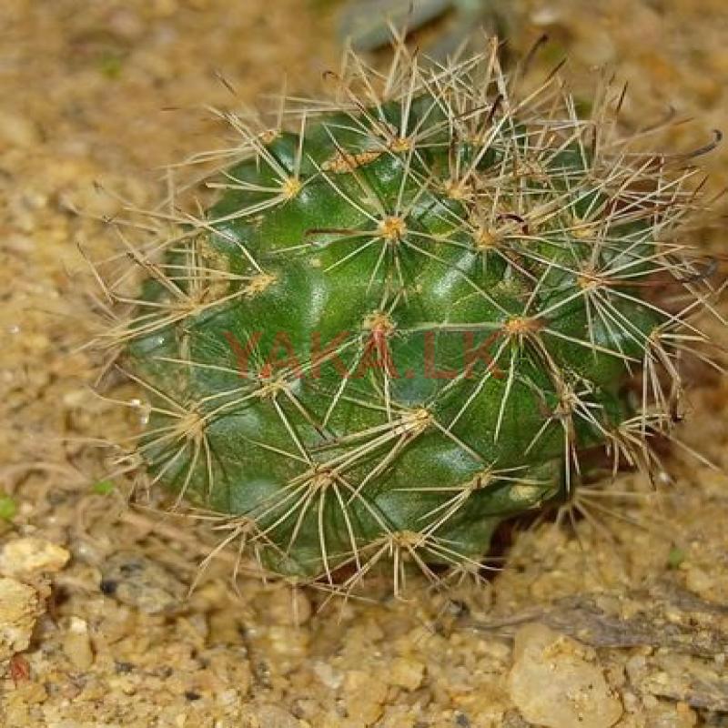 Ornamantal Plant