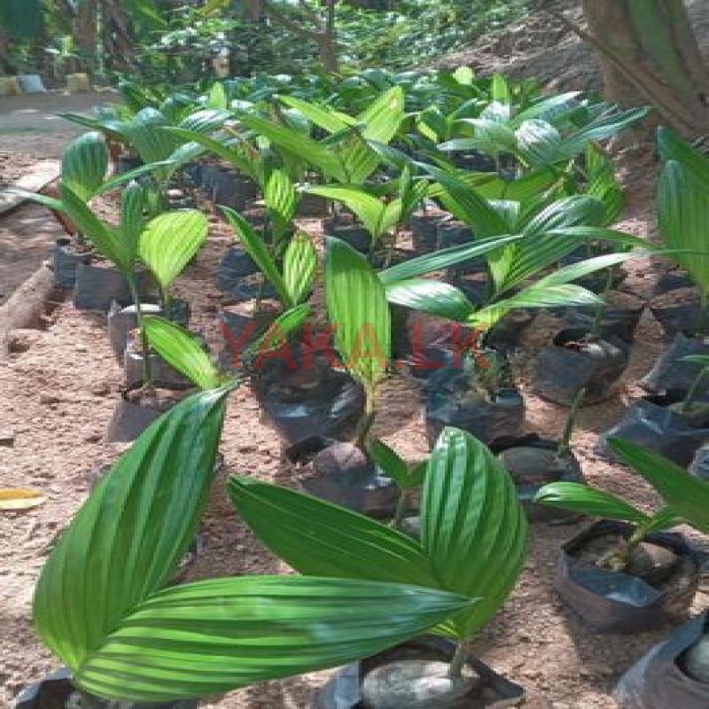 පුවක් පැළ