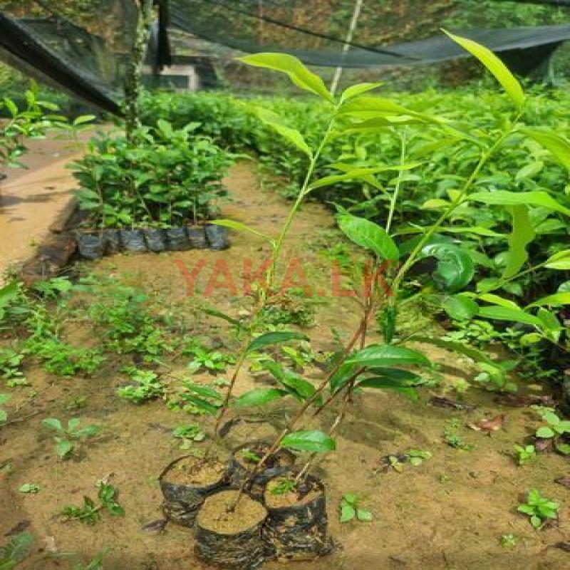 තේ පැල