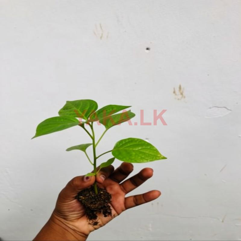 මිරිස් පැළ