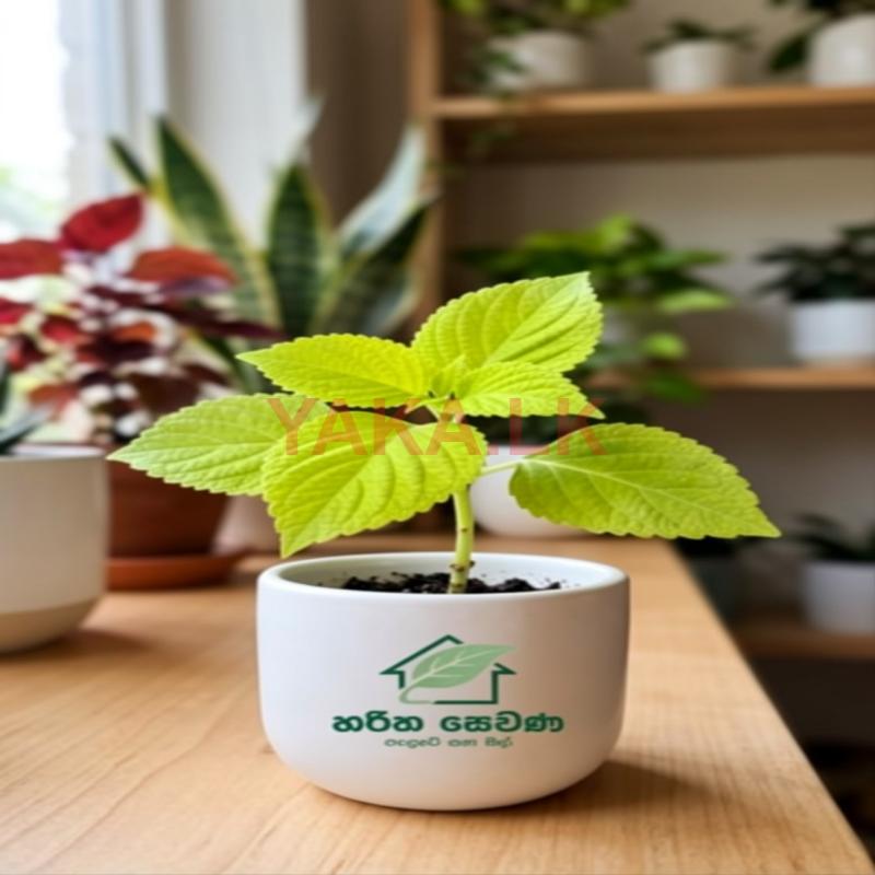Coleus පැළ