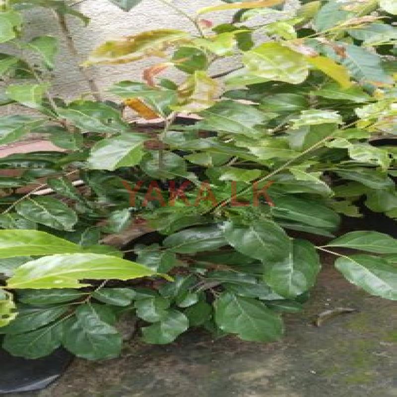 බැංකොක් උගුරැස්ස බද්ධ පැළ