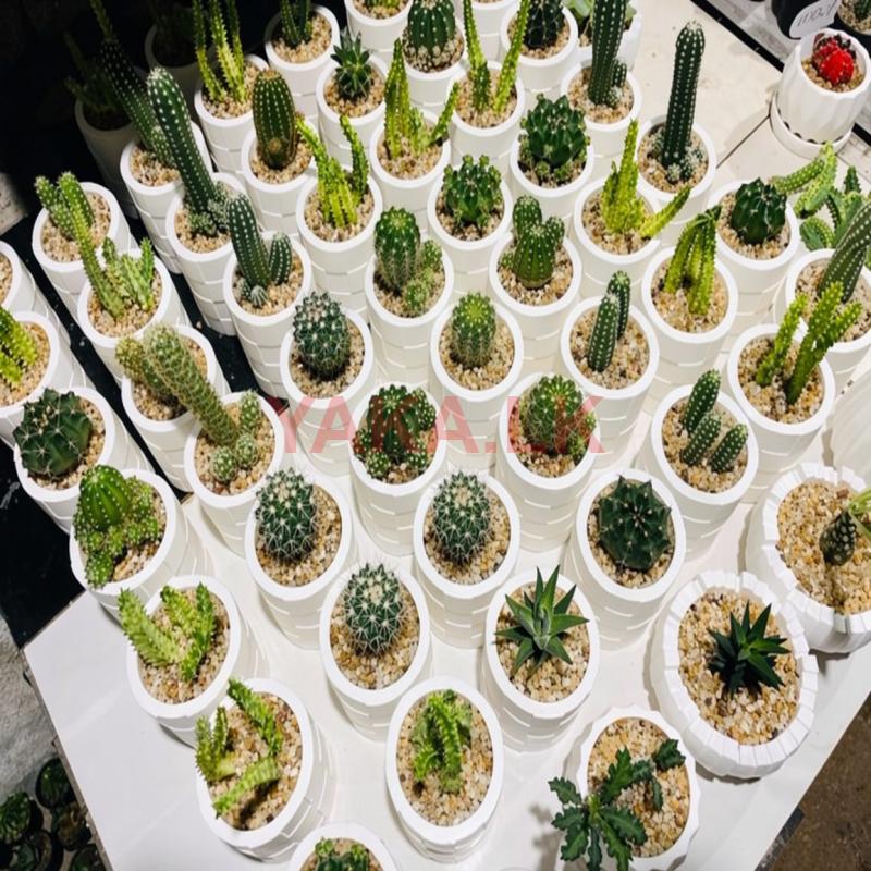 Cactus Plant