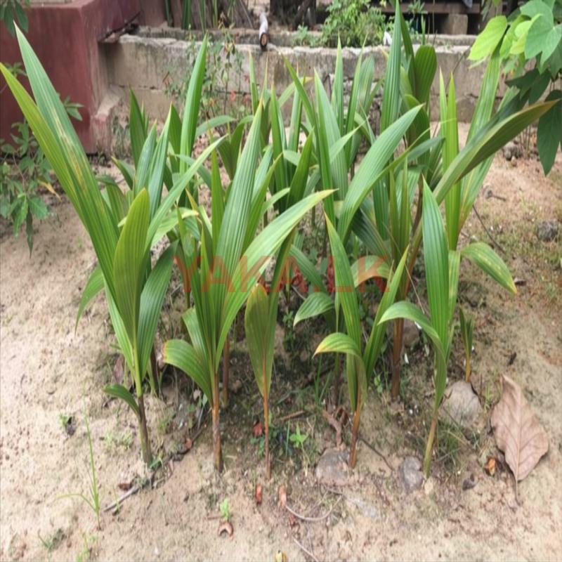 Coconut Palant