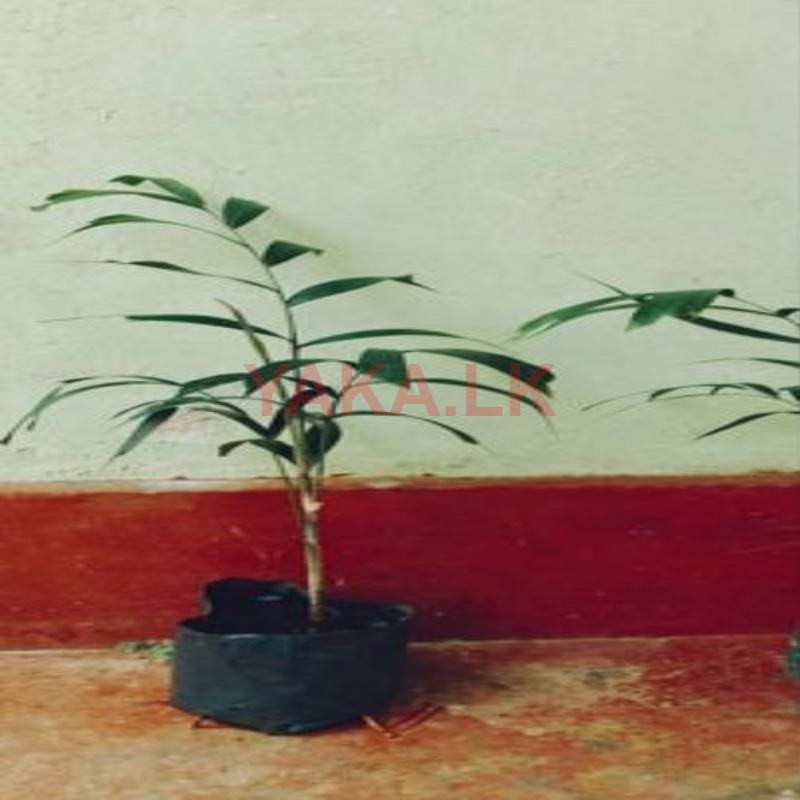 Foxtail Palm