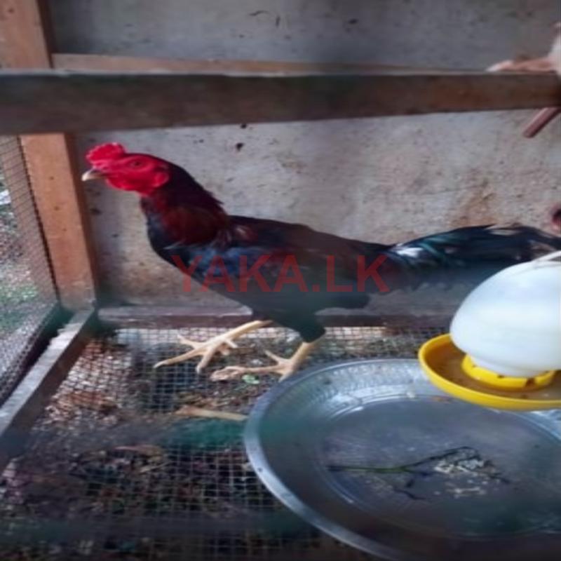 Cockerel