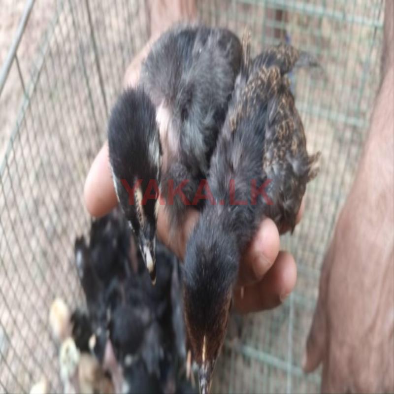 கோழி குஞ்சு