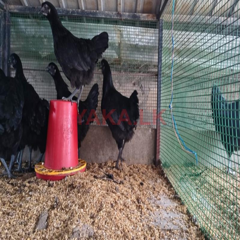 கருங்கோழி சோடி